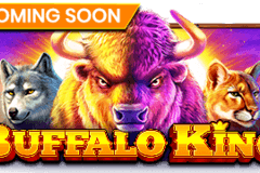 Buffalo King